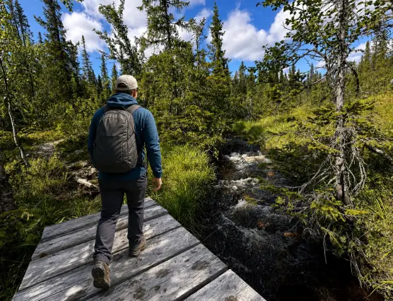 Höstfärger på fjället