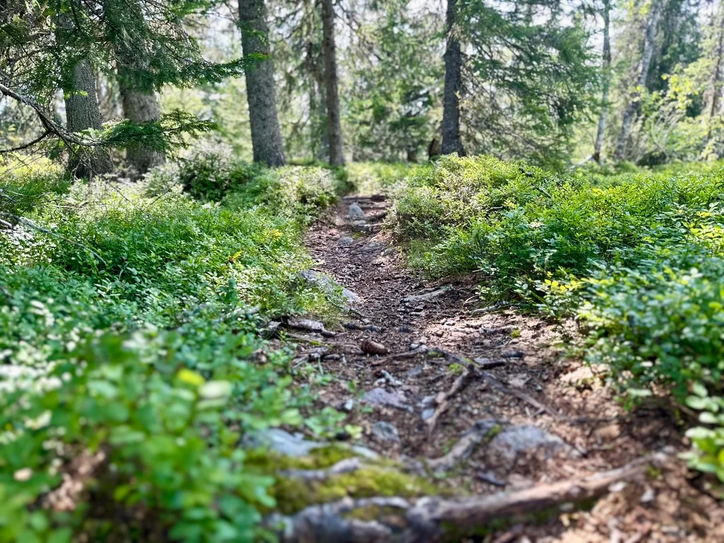 Fjäll vid soluppgång