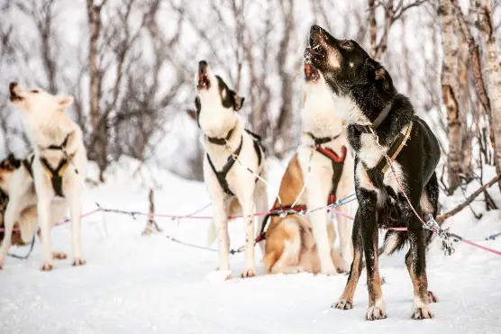 Musher på meden