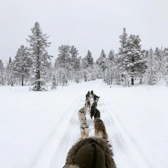 Vinterlandskap i skymning