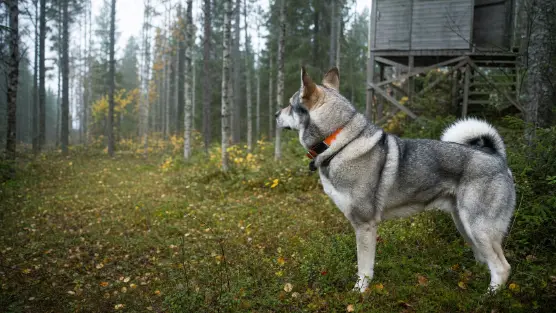 Vilt i naturen