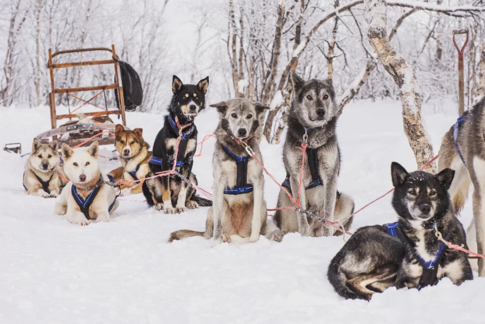 Hundspann, slädhundar i snölandskap, kvällsljus