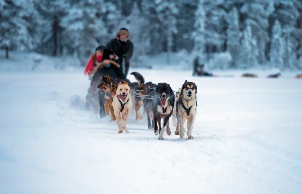 Hundspann, slädhundar i snölandskap, kvällsljus