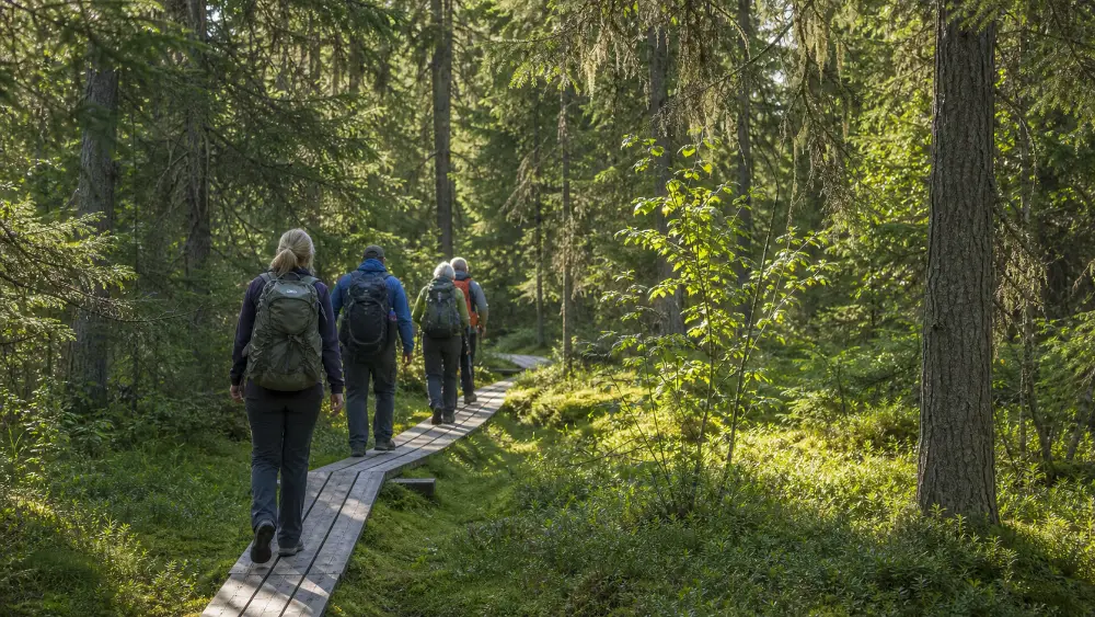 Fjällvandring, panorama från Stakafjället
