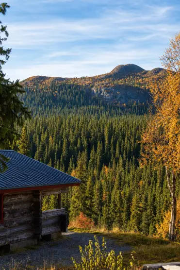 Stjärnhimmel ovanför stugan