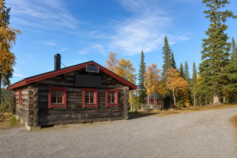 Norrsken eller stjärnhimmel ovanför skog